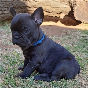 french-bulldog-4